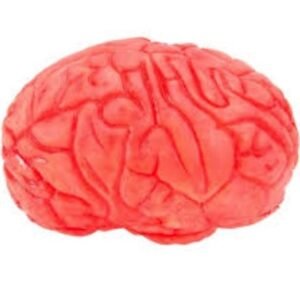 DECORATION, PROP, BRAIN, SPOT CLEAN, LATEX,
