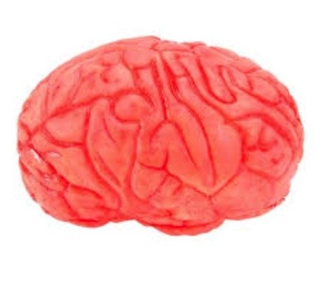 DECORATION, PROP, BRAIN, SPOT CLEAN, LATEX